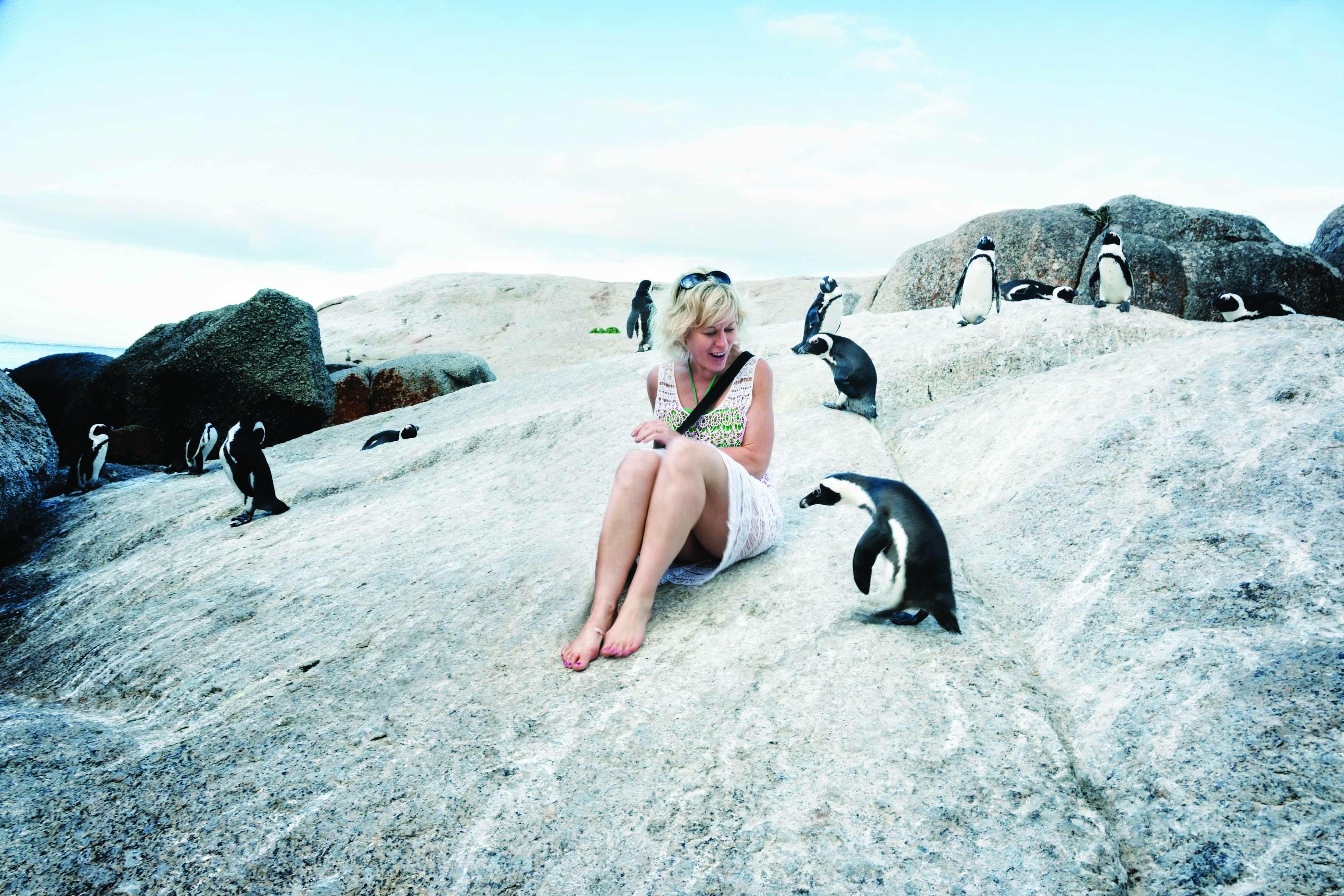 Cape Town Penguins - Boulder Rock