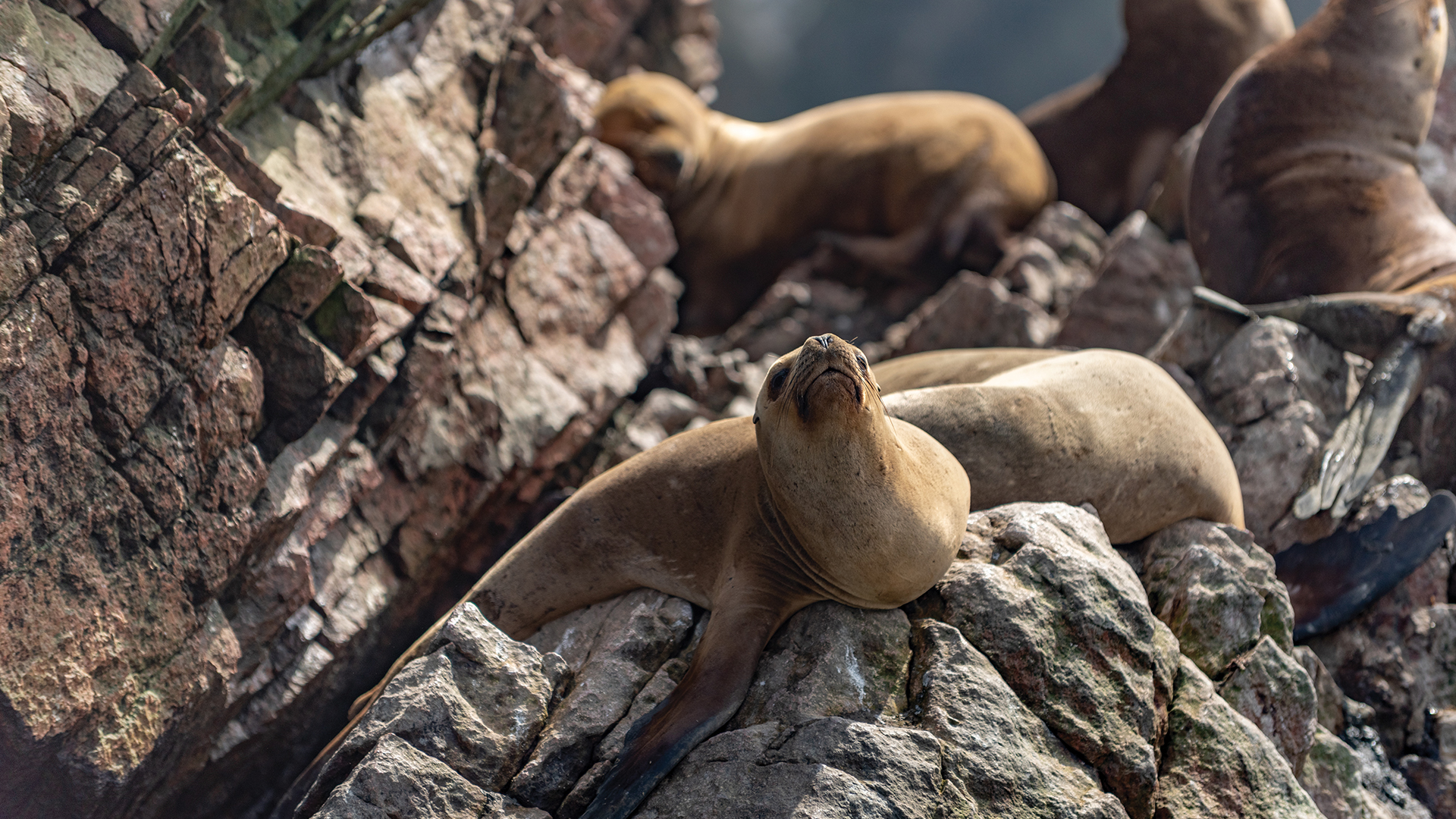 Sea lions on Islas Ballestas